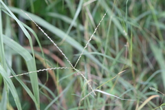 Digitaria bicornis